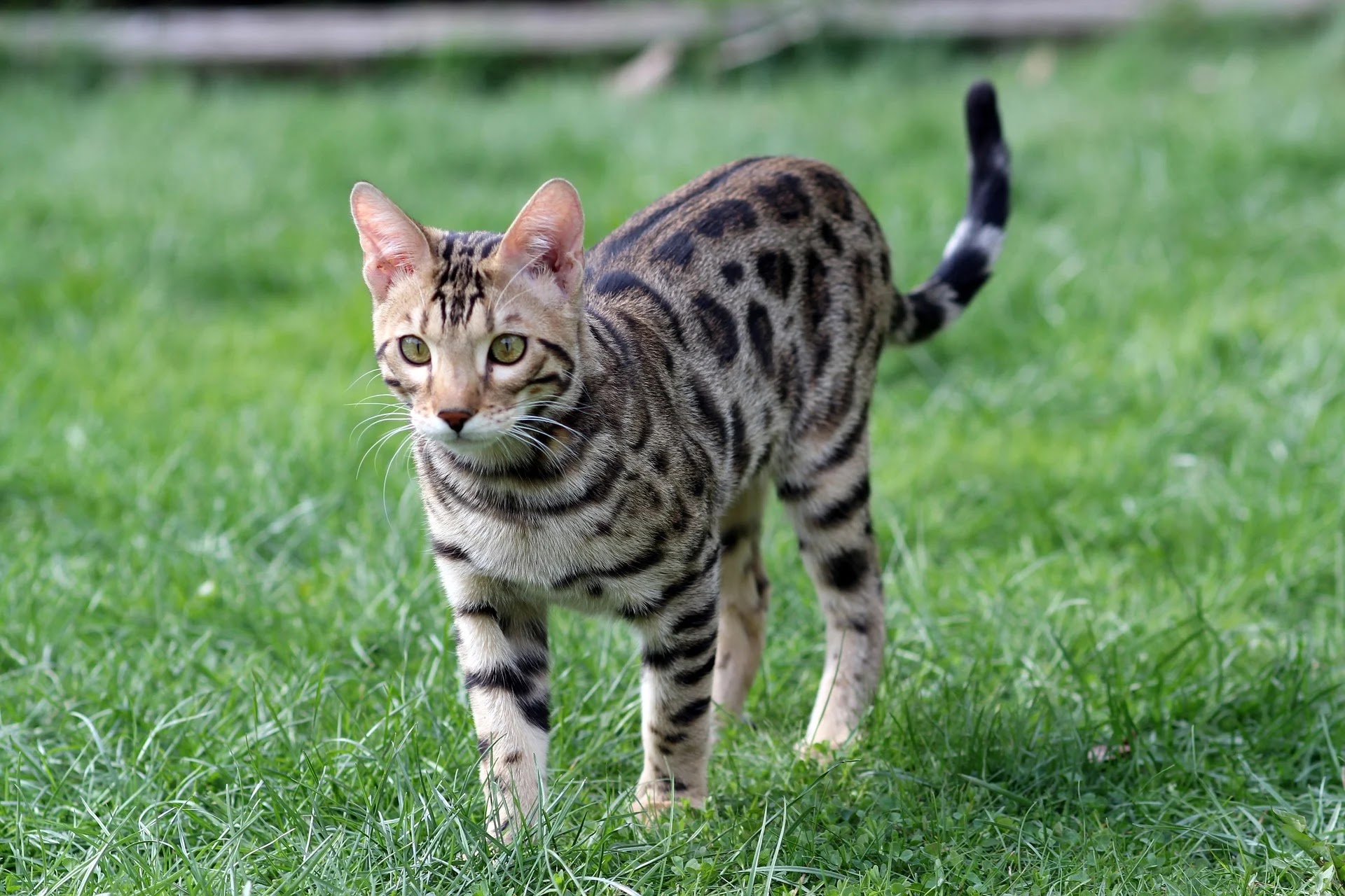 An F5 Bengal Cat